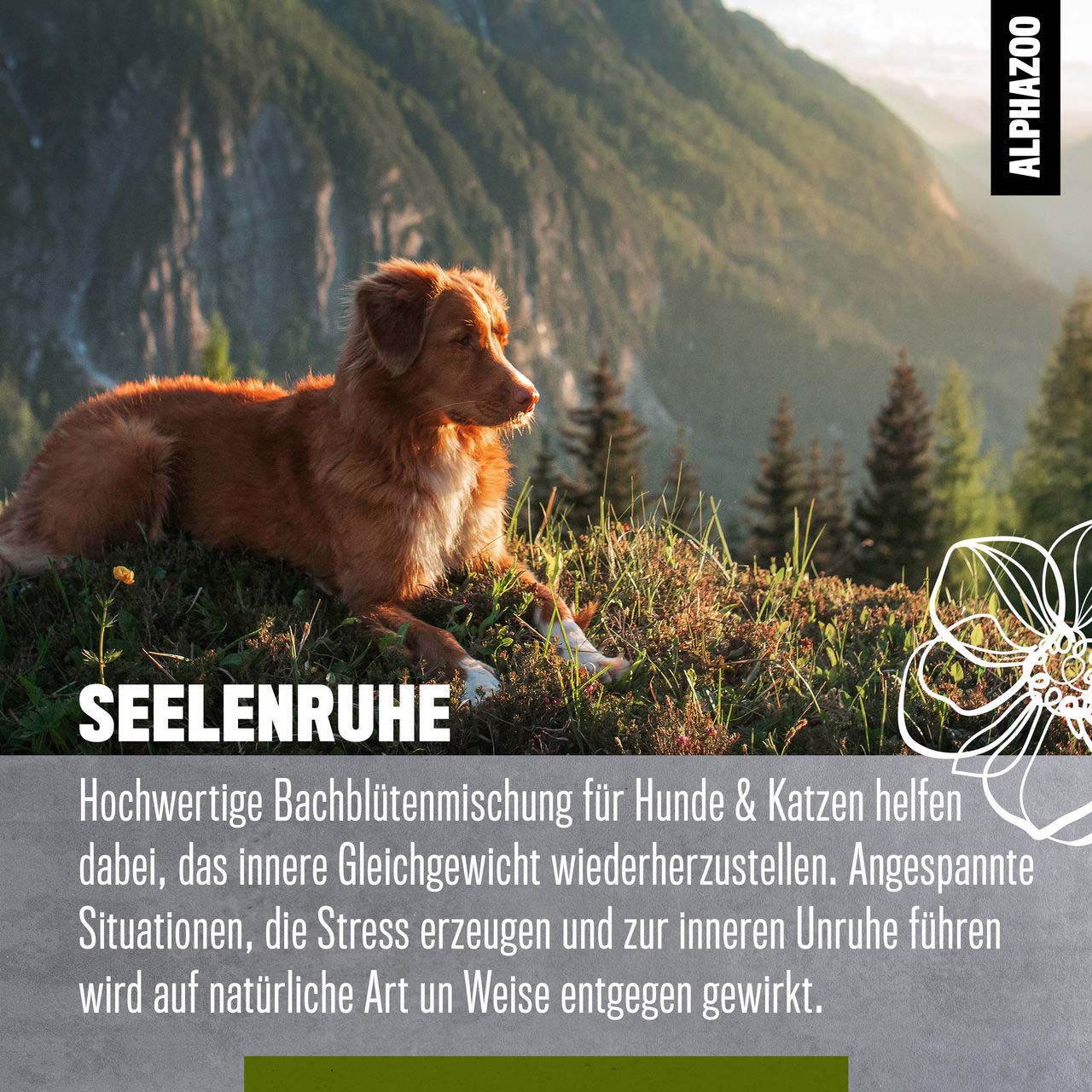 Seelenruhe Bachblüten