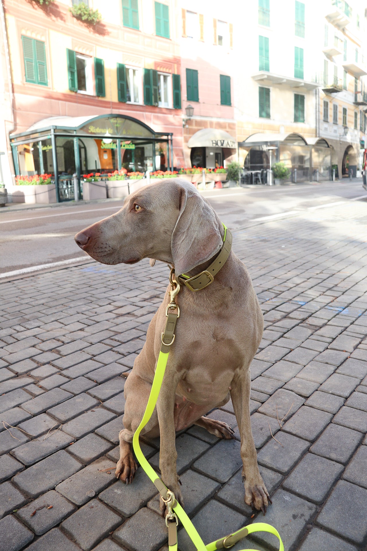 <transcy>Biothane leash Classic</transcy>