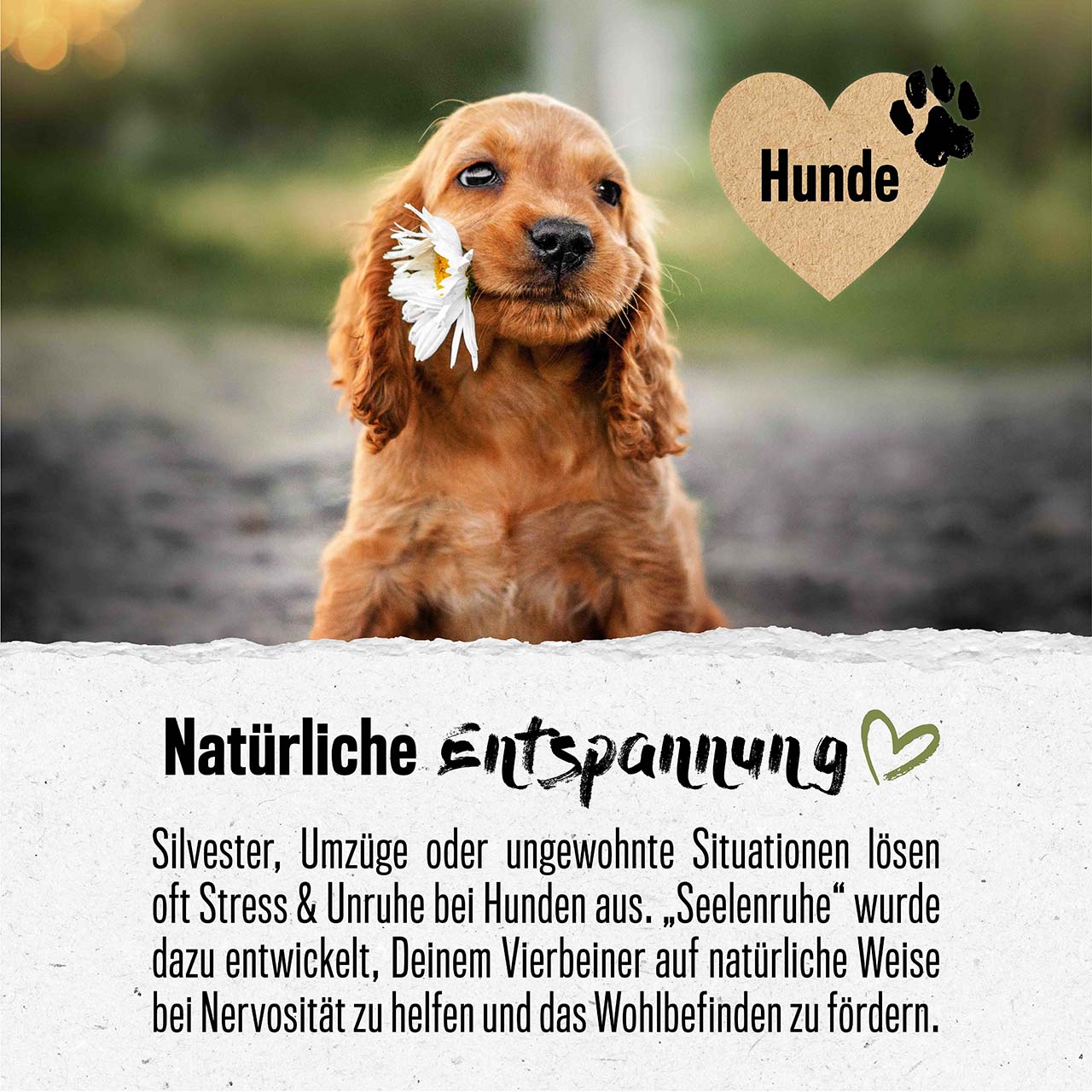 Seelenruhe Tabletten für Hunde