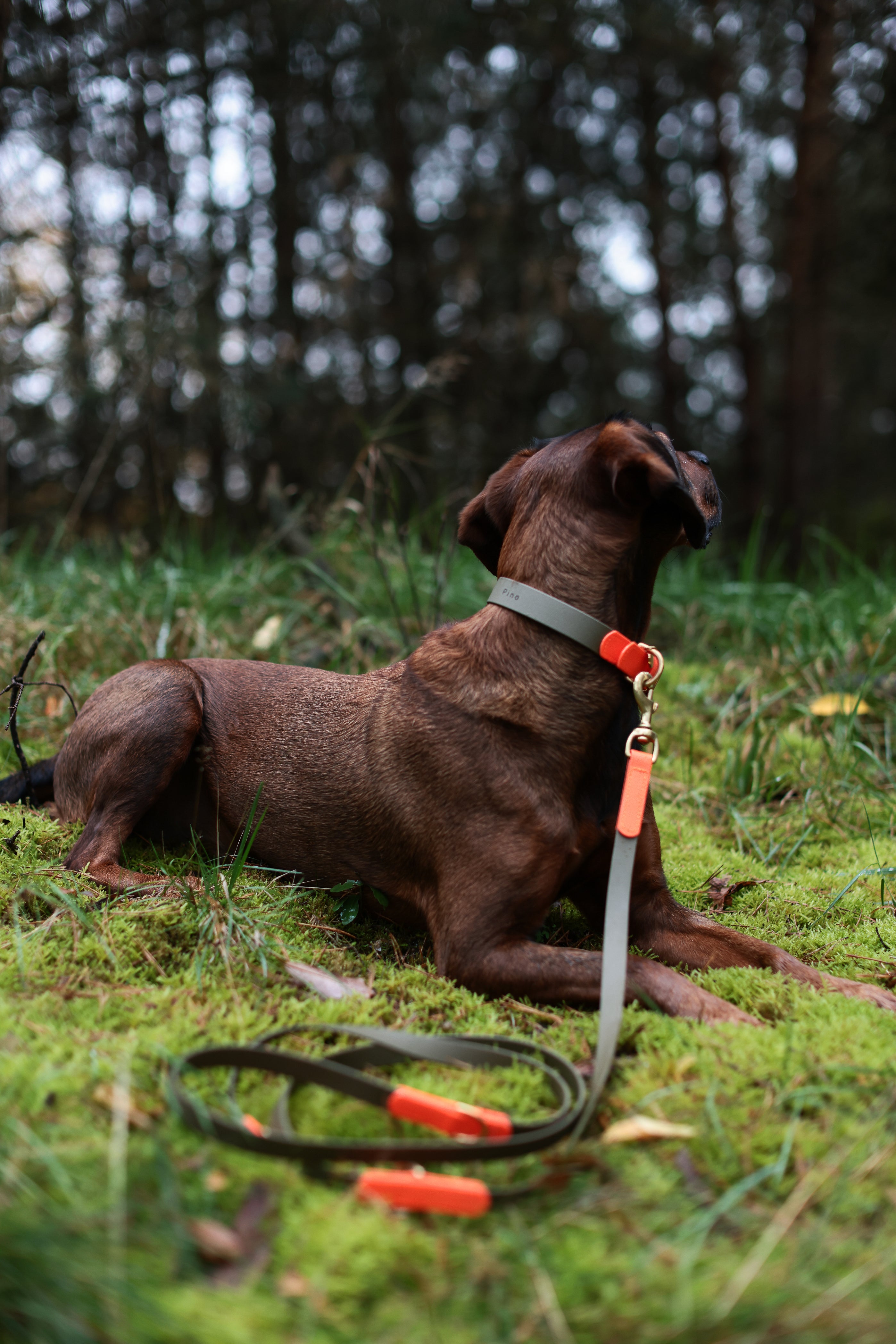 <transcy>Biothane leash Classic</transcy>