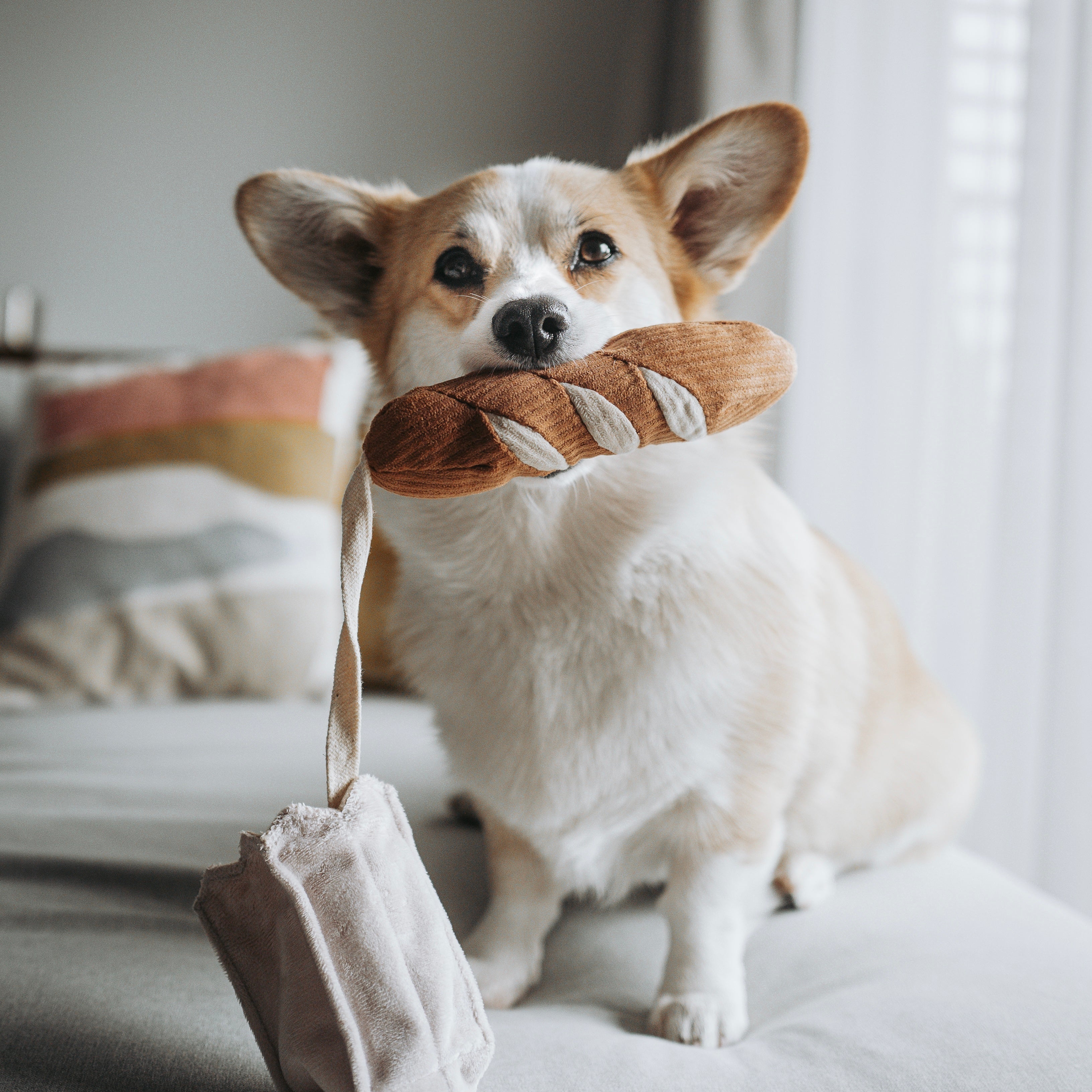 MINI BAGUETTE Schnüffelspielzeug