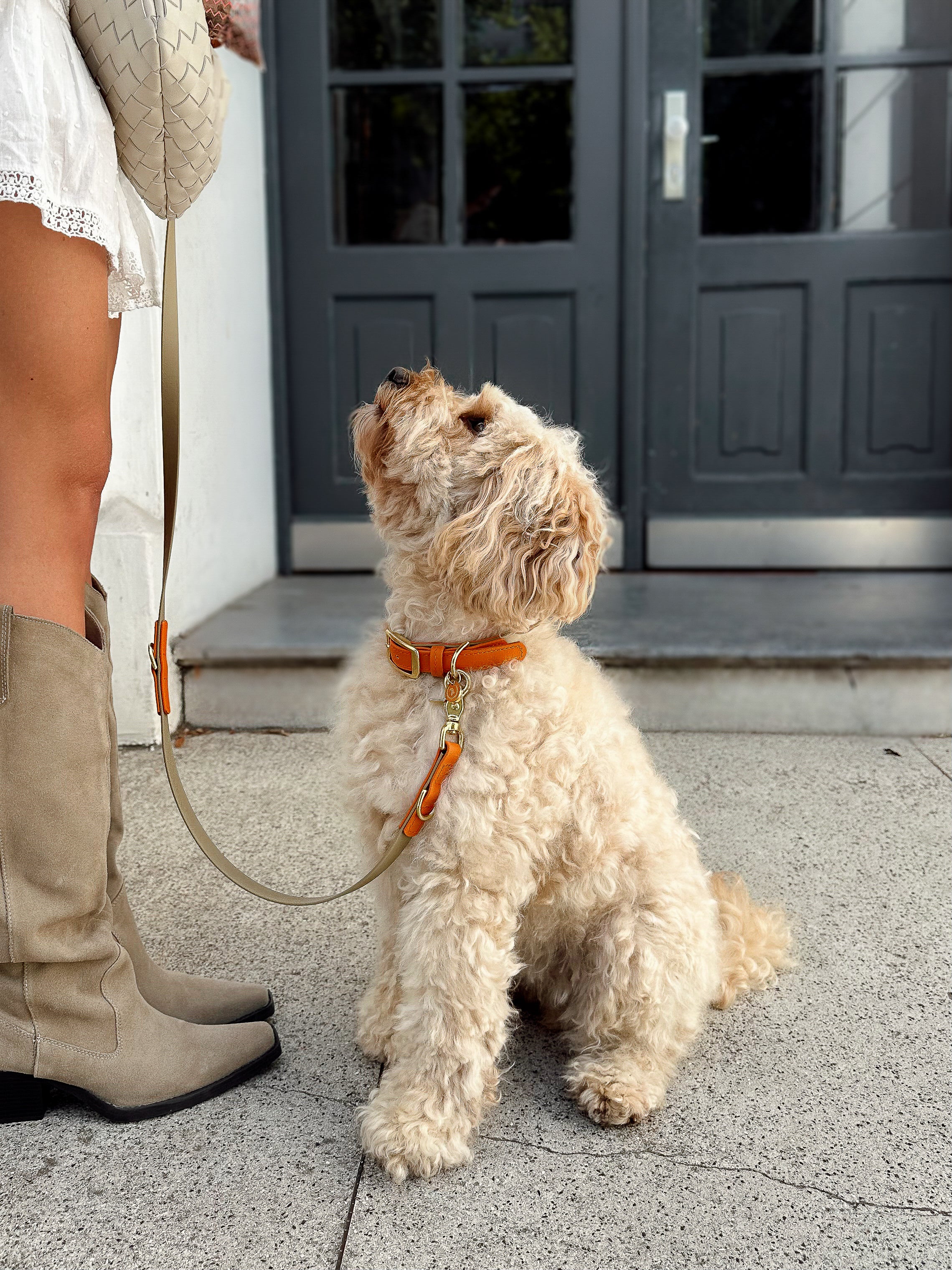 <transcy>Biothane leash Classic</transcy>