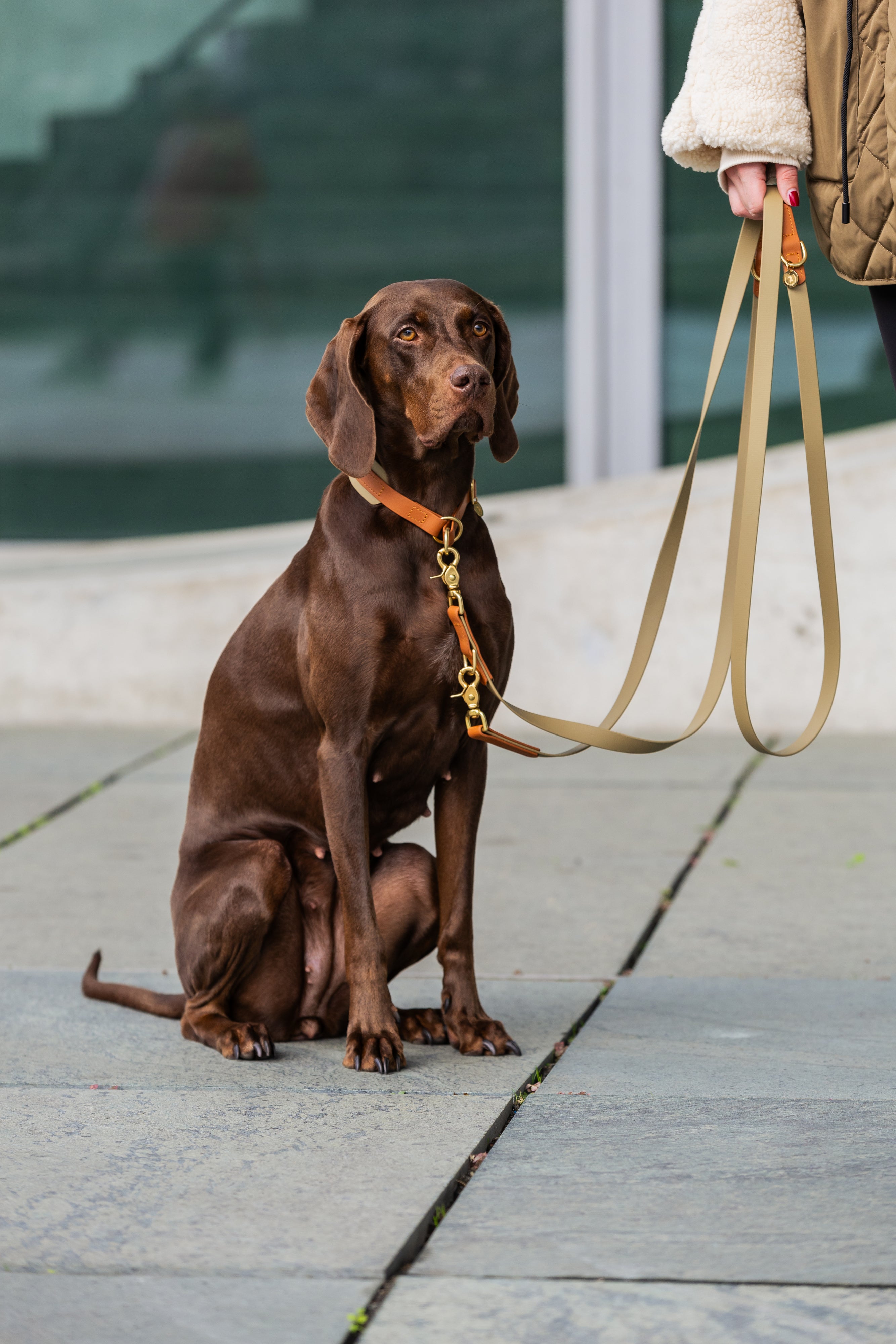 <transcy>Biothane leash Classic</transcy>