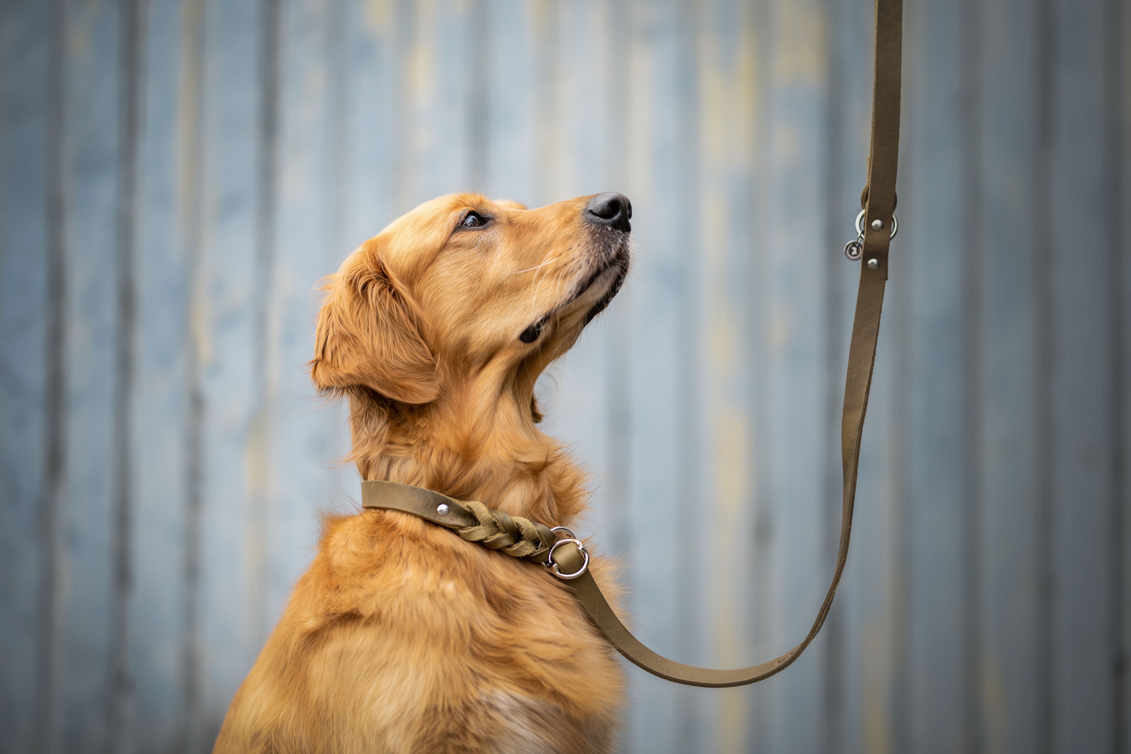 <transcy>Fat leather retriever leash</transcy>