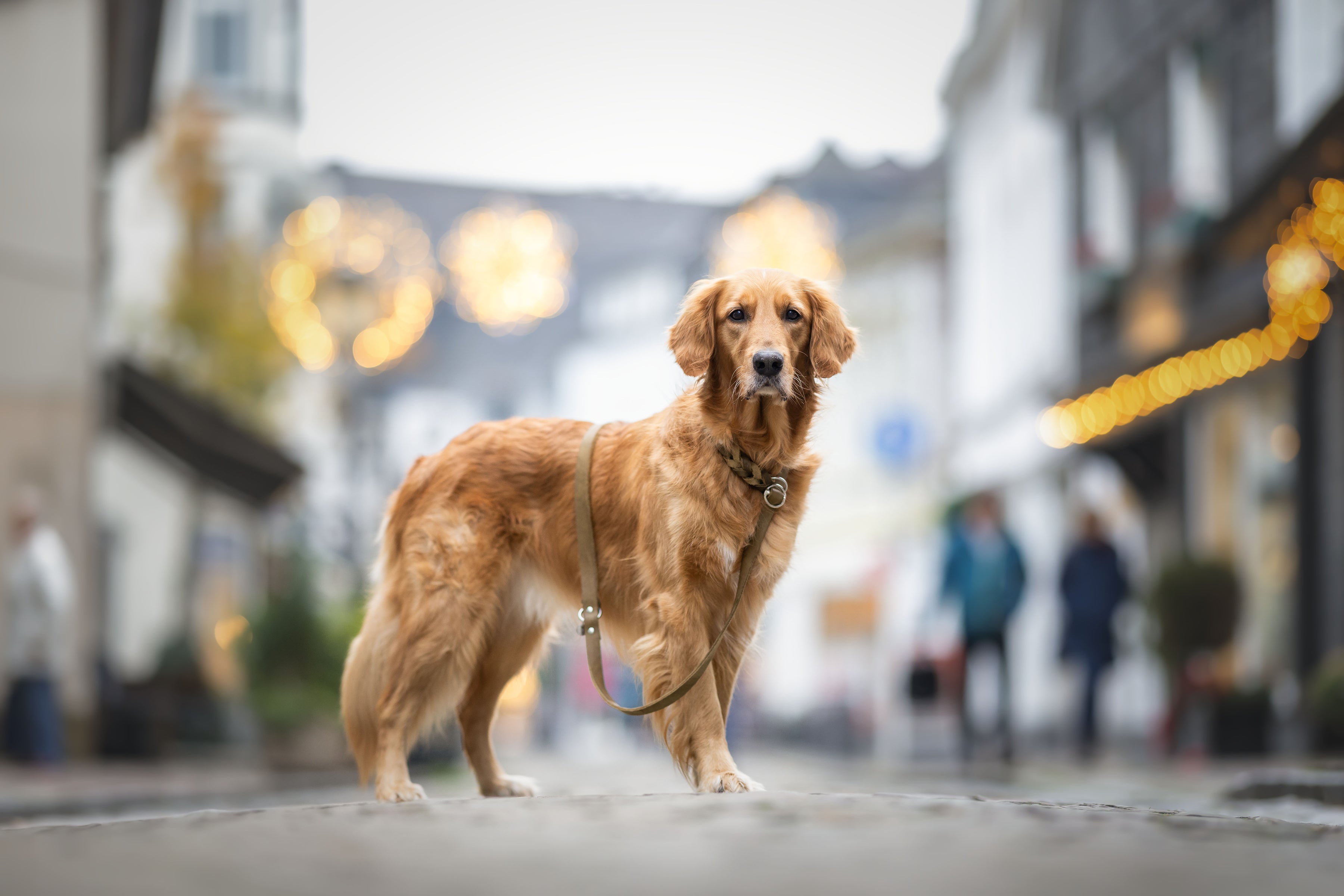 Fettleder-Retrieverleine individuell