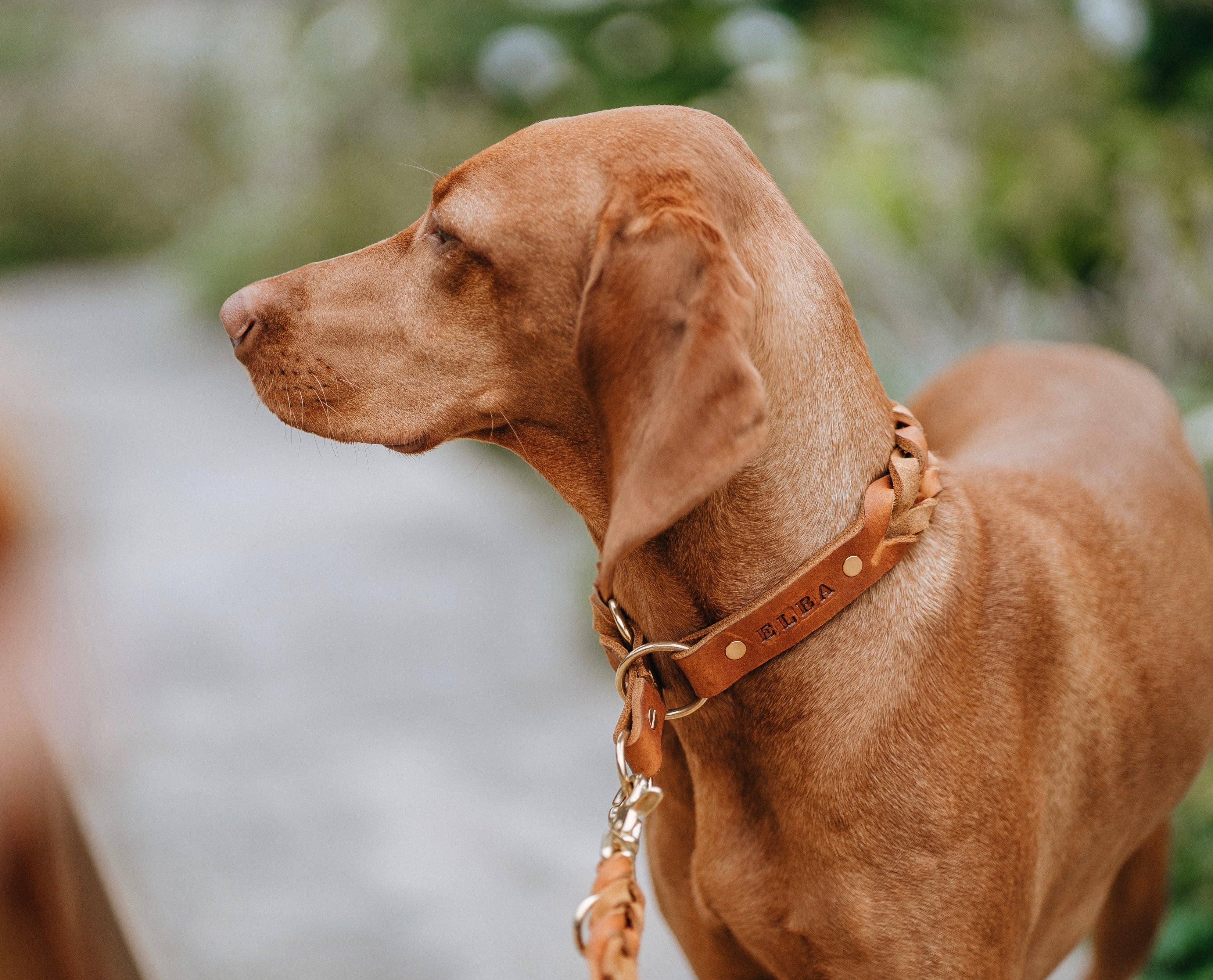 <transcy>Braided fat leather pull stop collar</transcy>