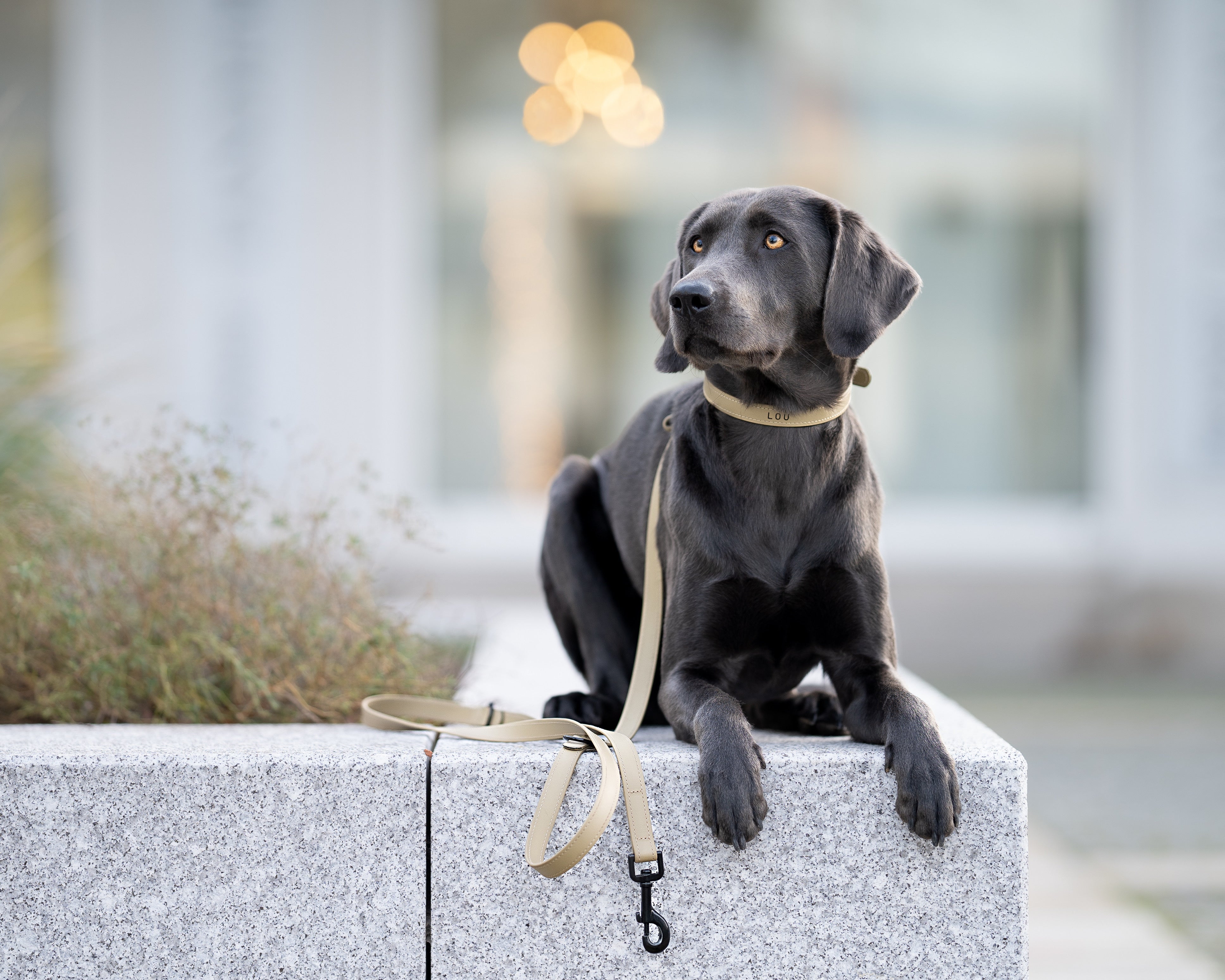 <transcy>Biothane leash Classic</transcy>