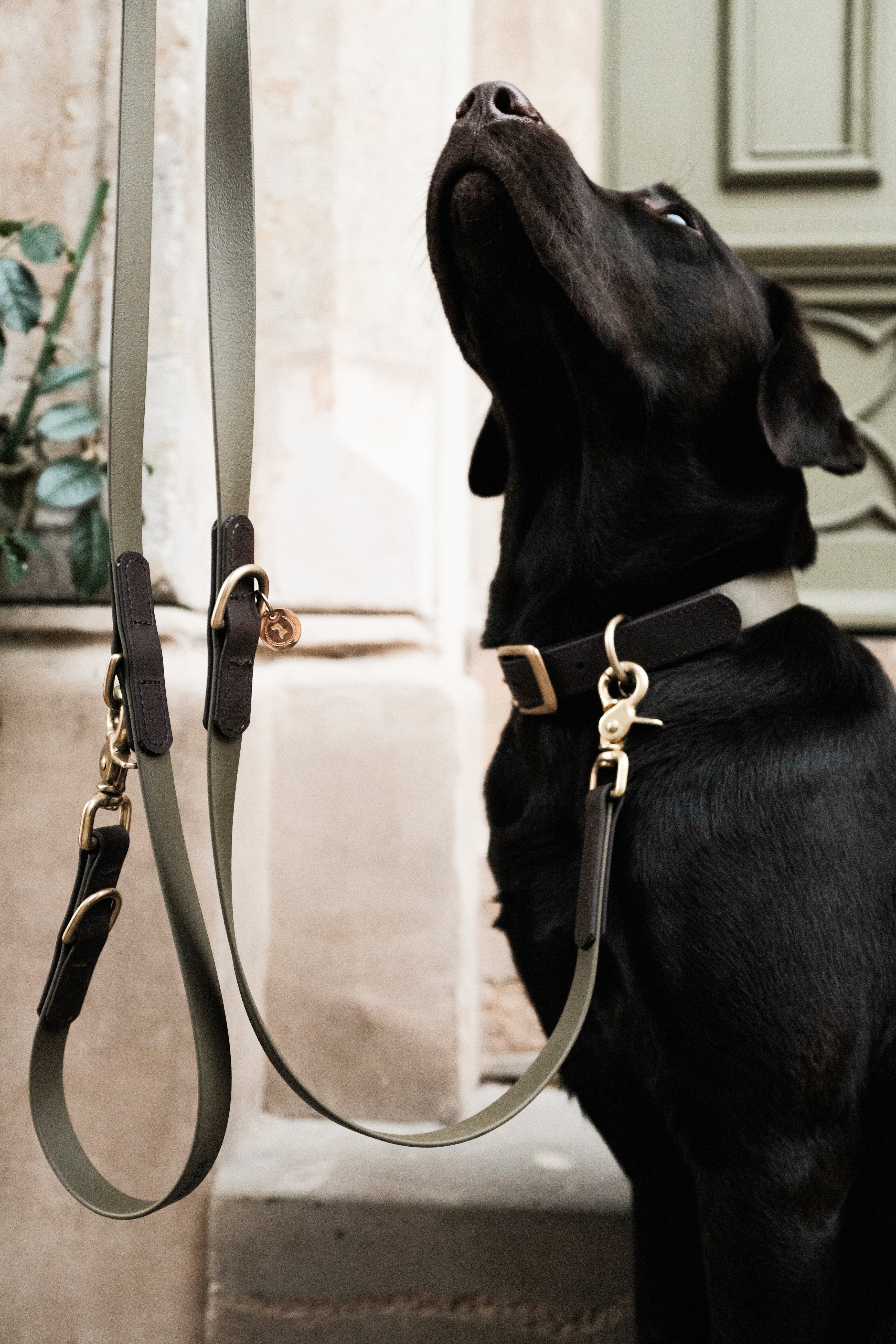 <transcy>Biothane leash Classic</transcy>